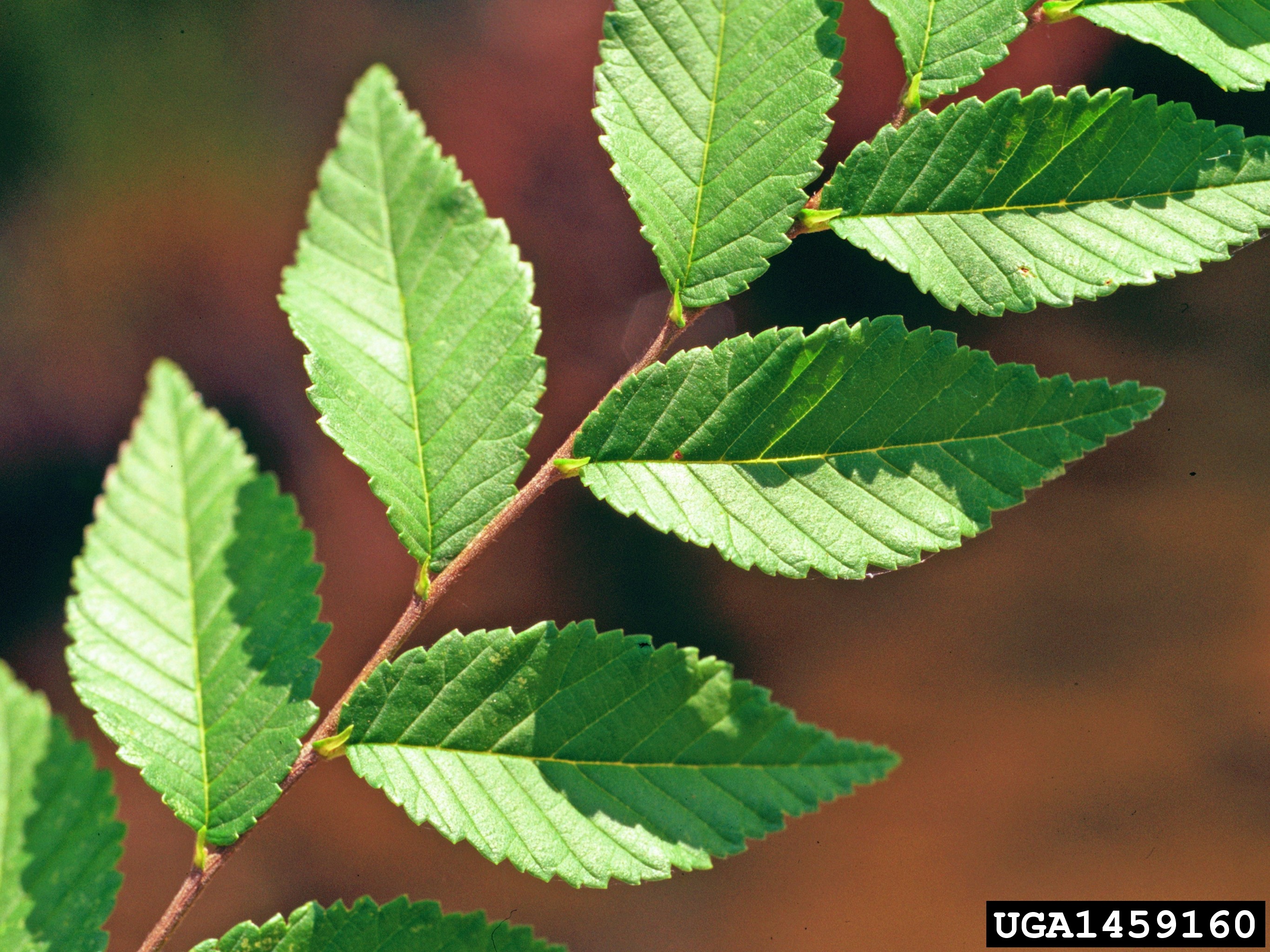 Siberian elm leaf