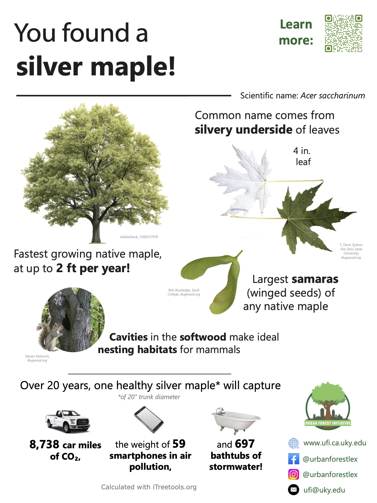 silver maple sign