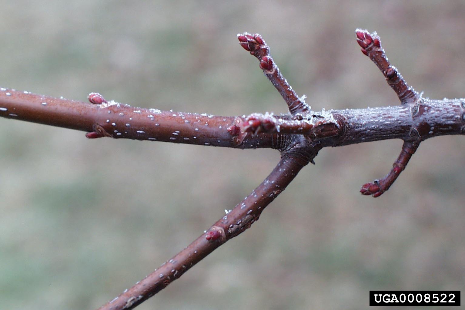 silver maple branch