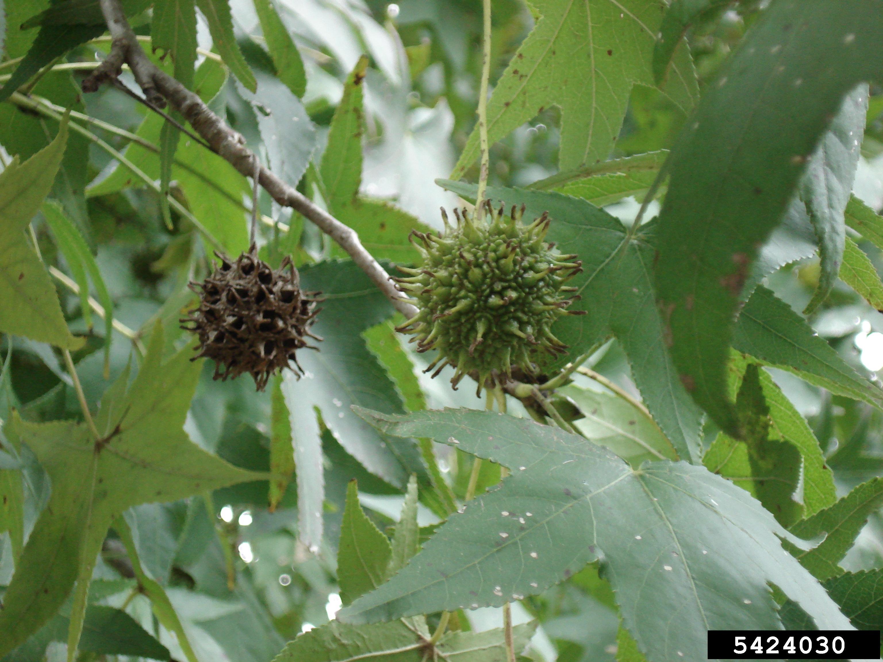 Sweetgum leaves and fruit