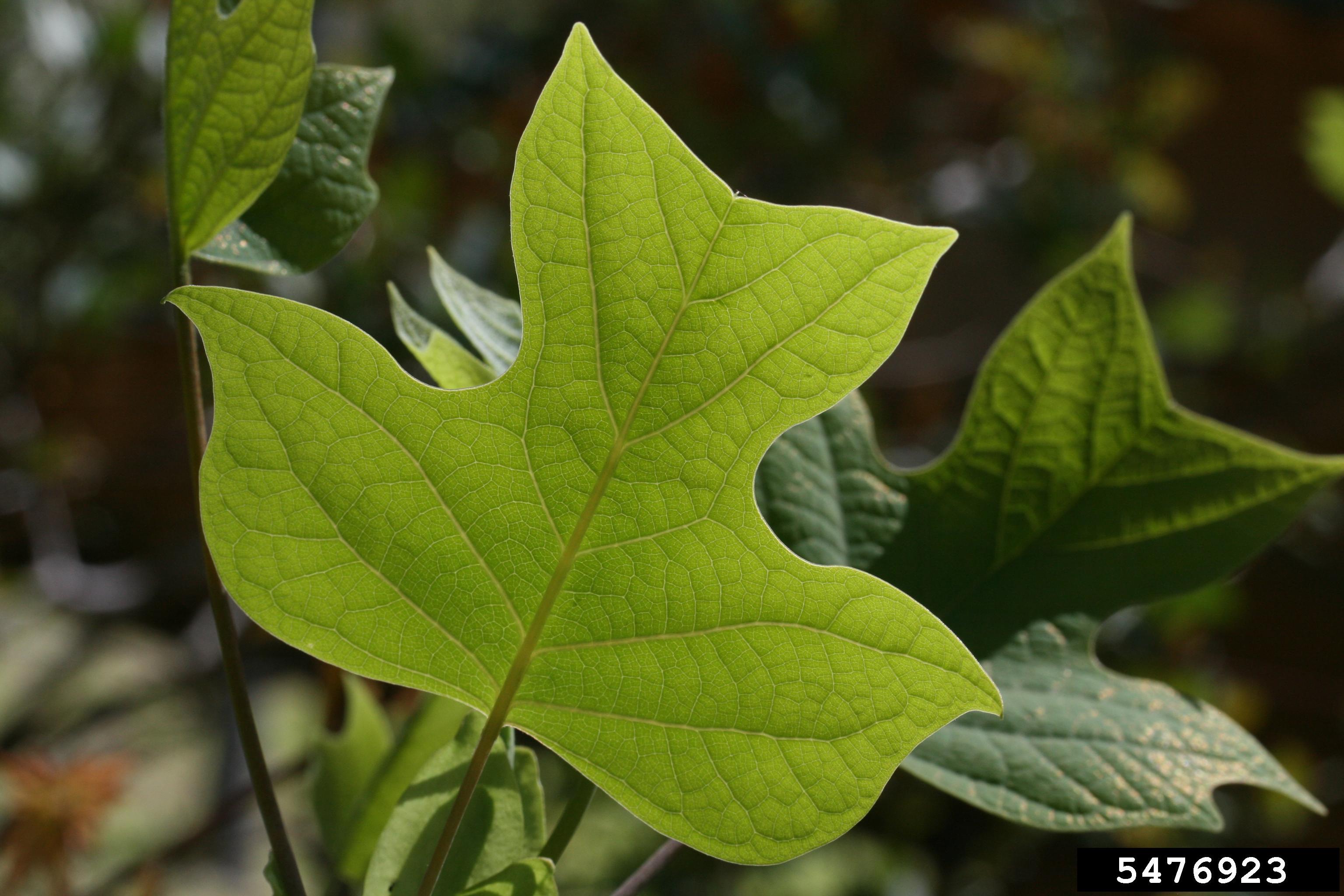 Tulip poplar leaf