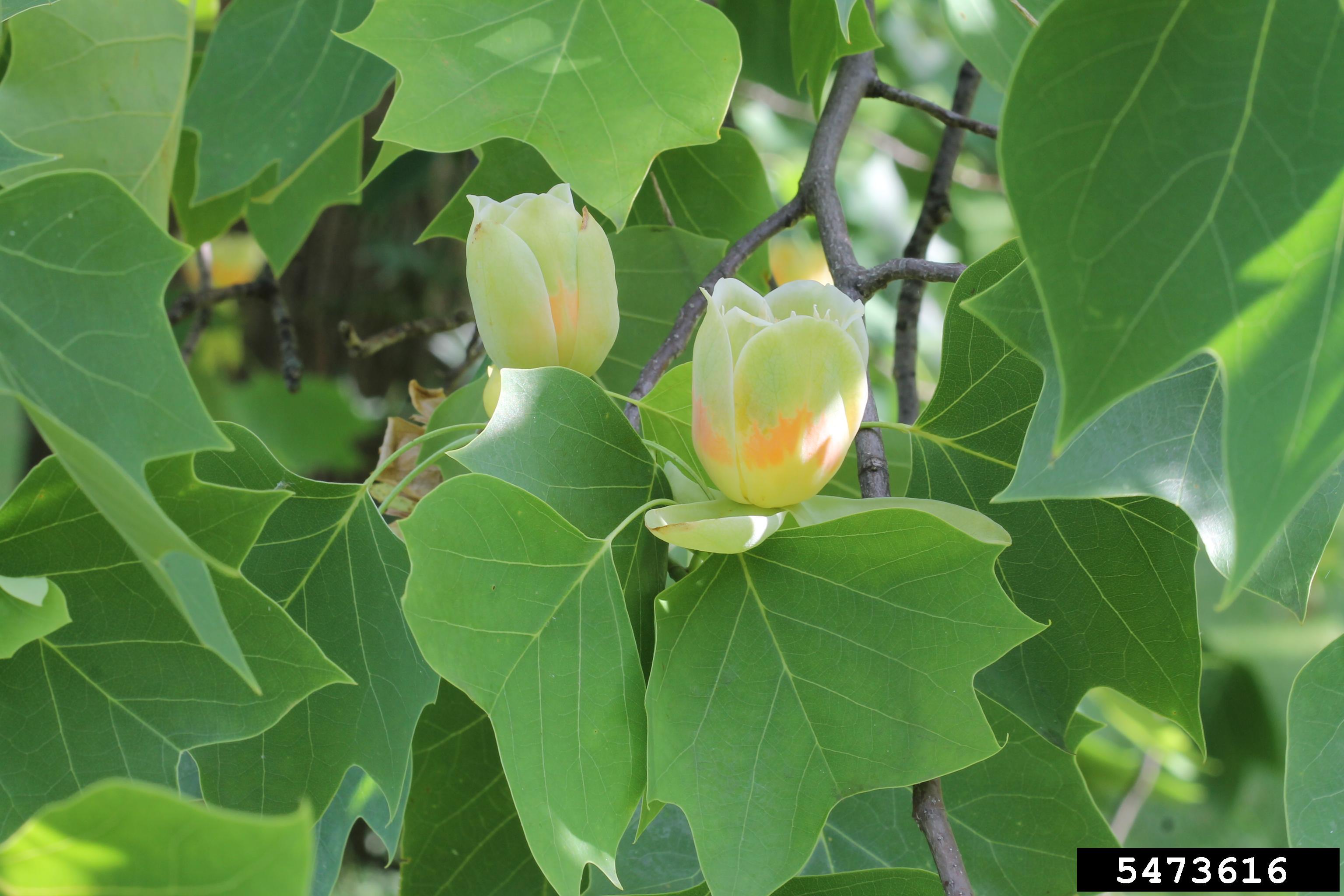 Tulip poplar leaves and flowers