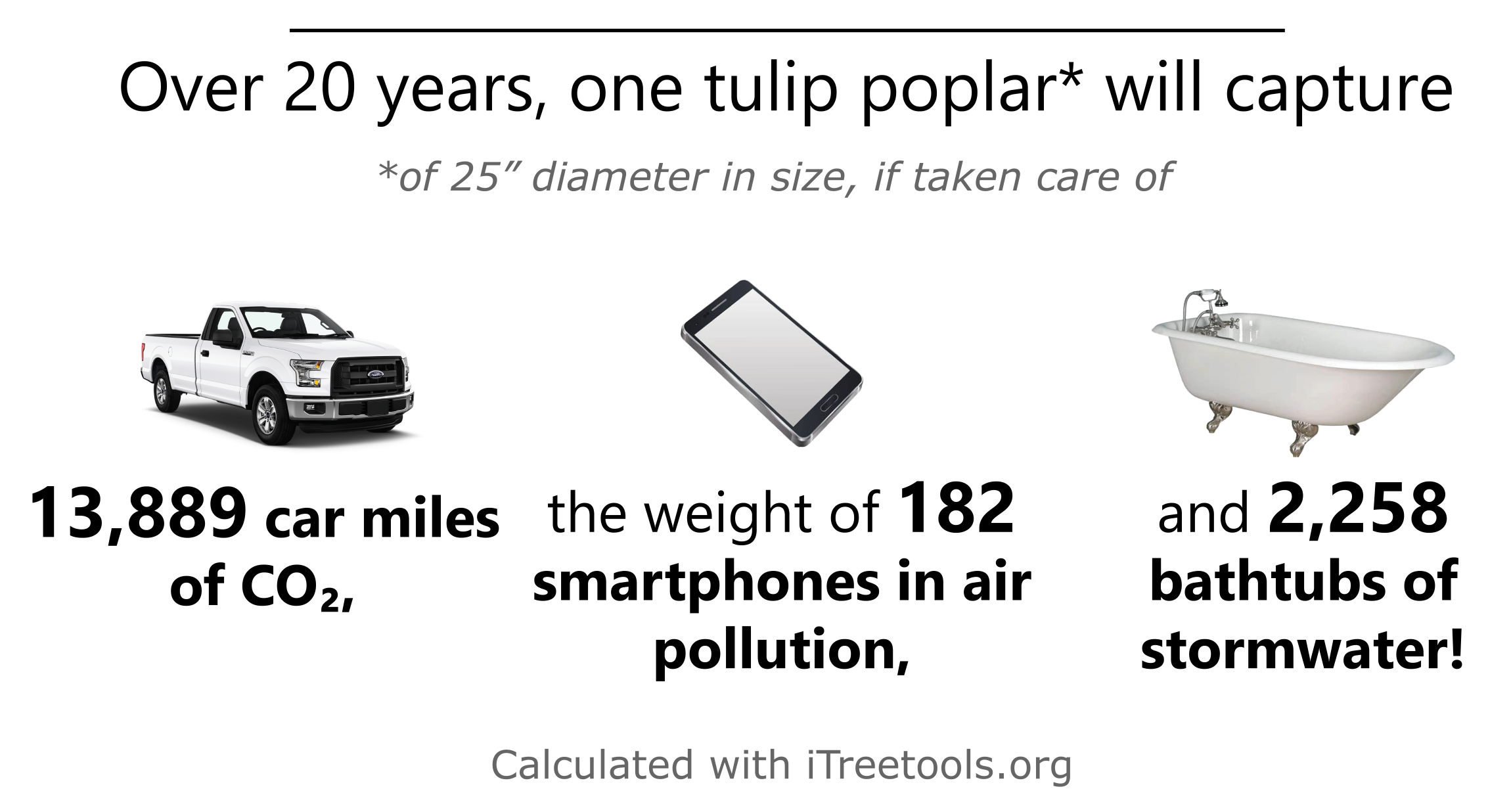 Tulip poplar ecological benefits