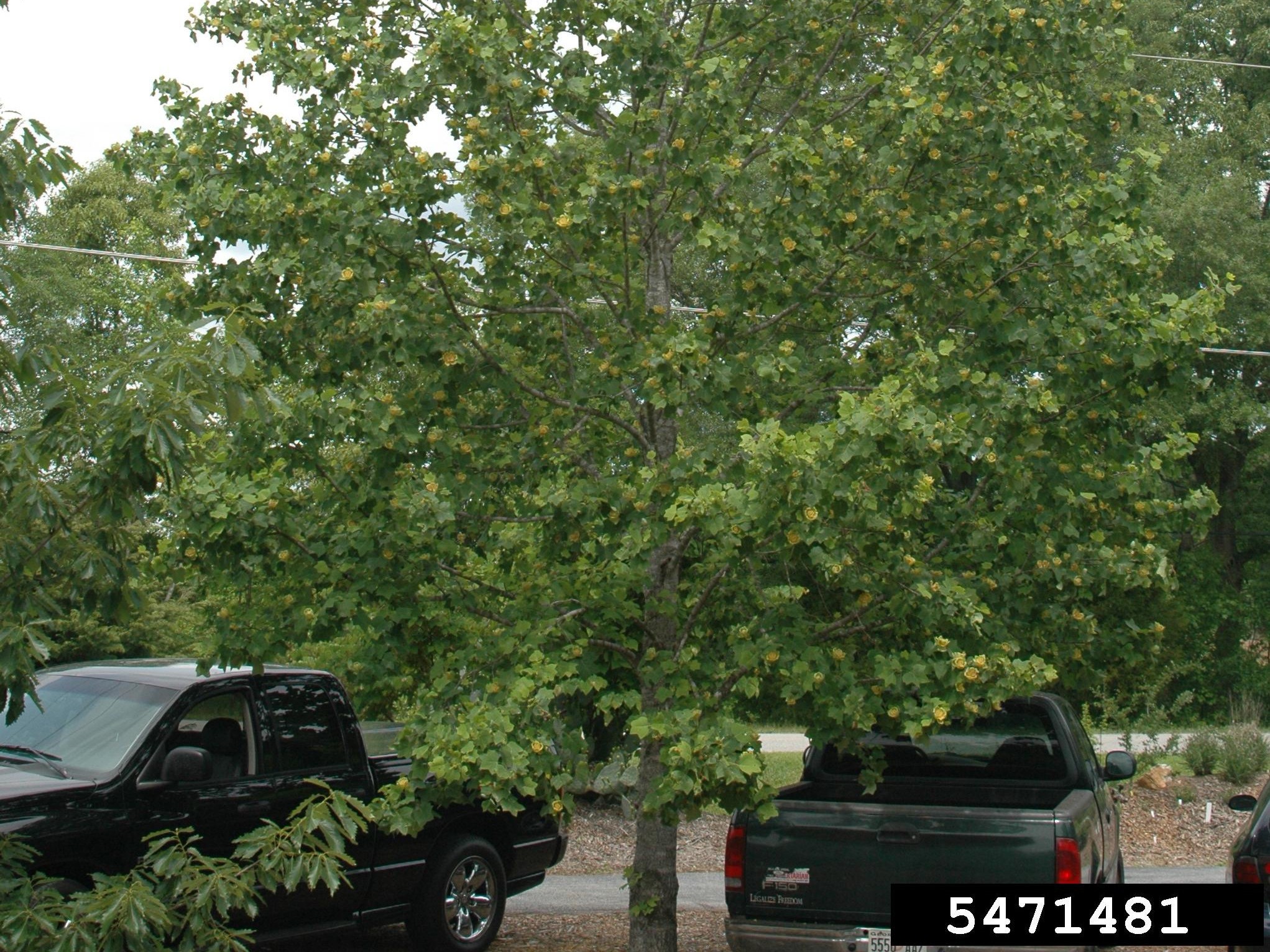 Tulip poplars in a parking lot