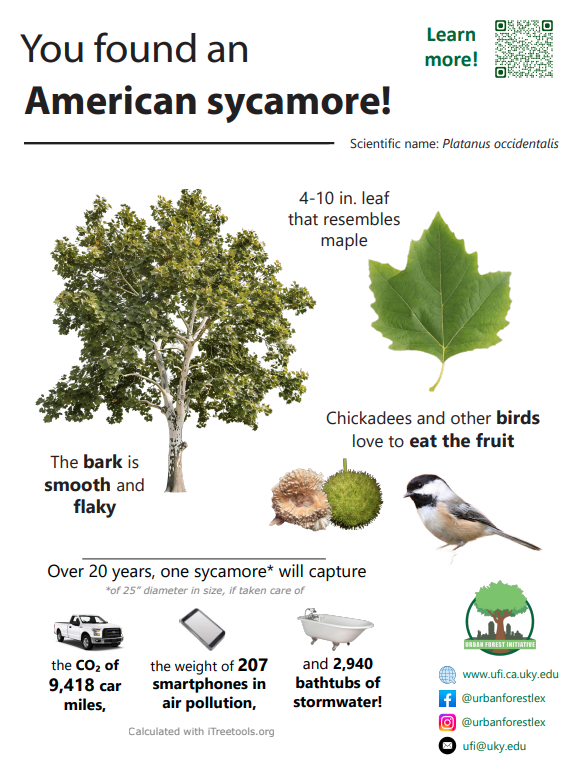 American sycamore sign