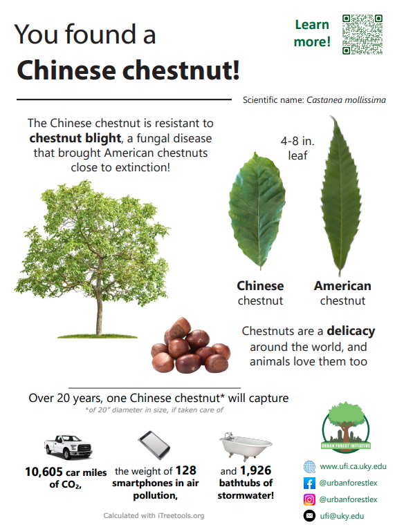 Chinese chestnut sign