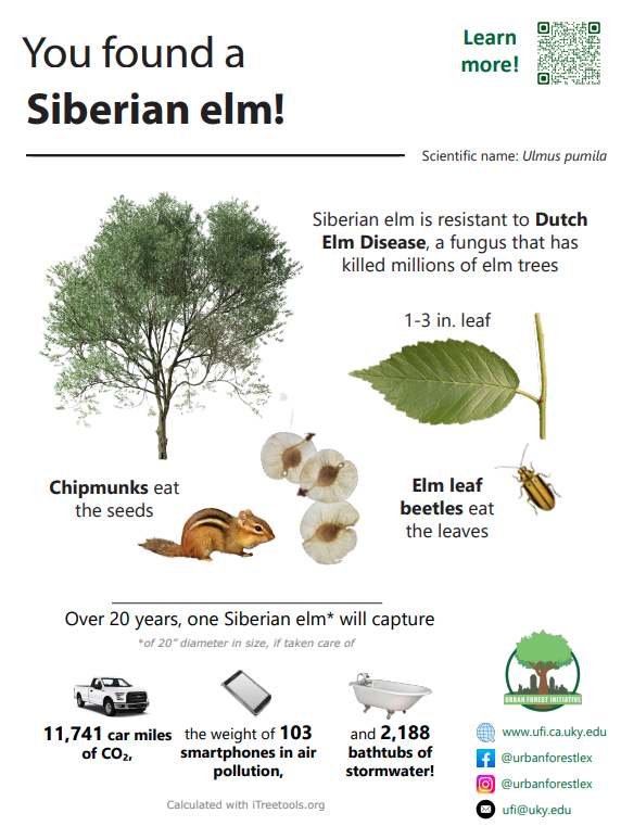 Siberian elm sign