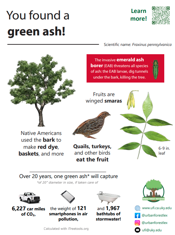 Green ash sign