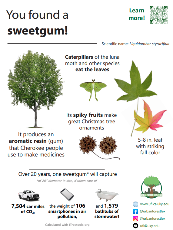 Sweetgum sign
