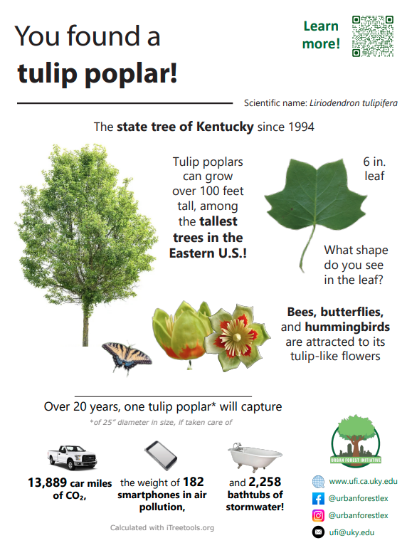 Tulip poplar sign