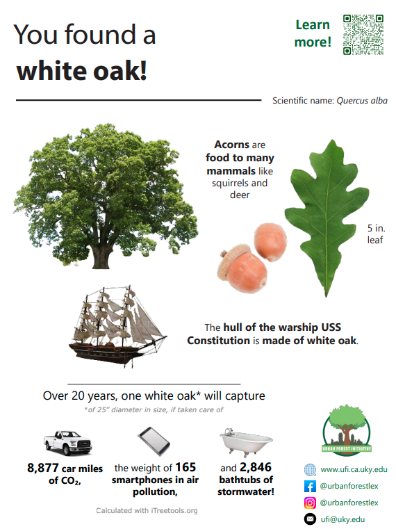 White oak sign