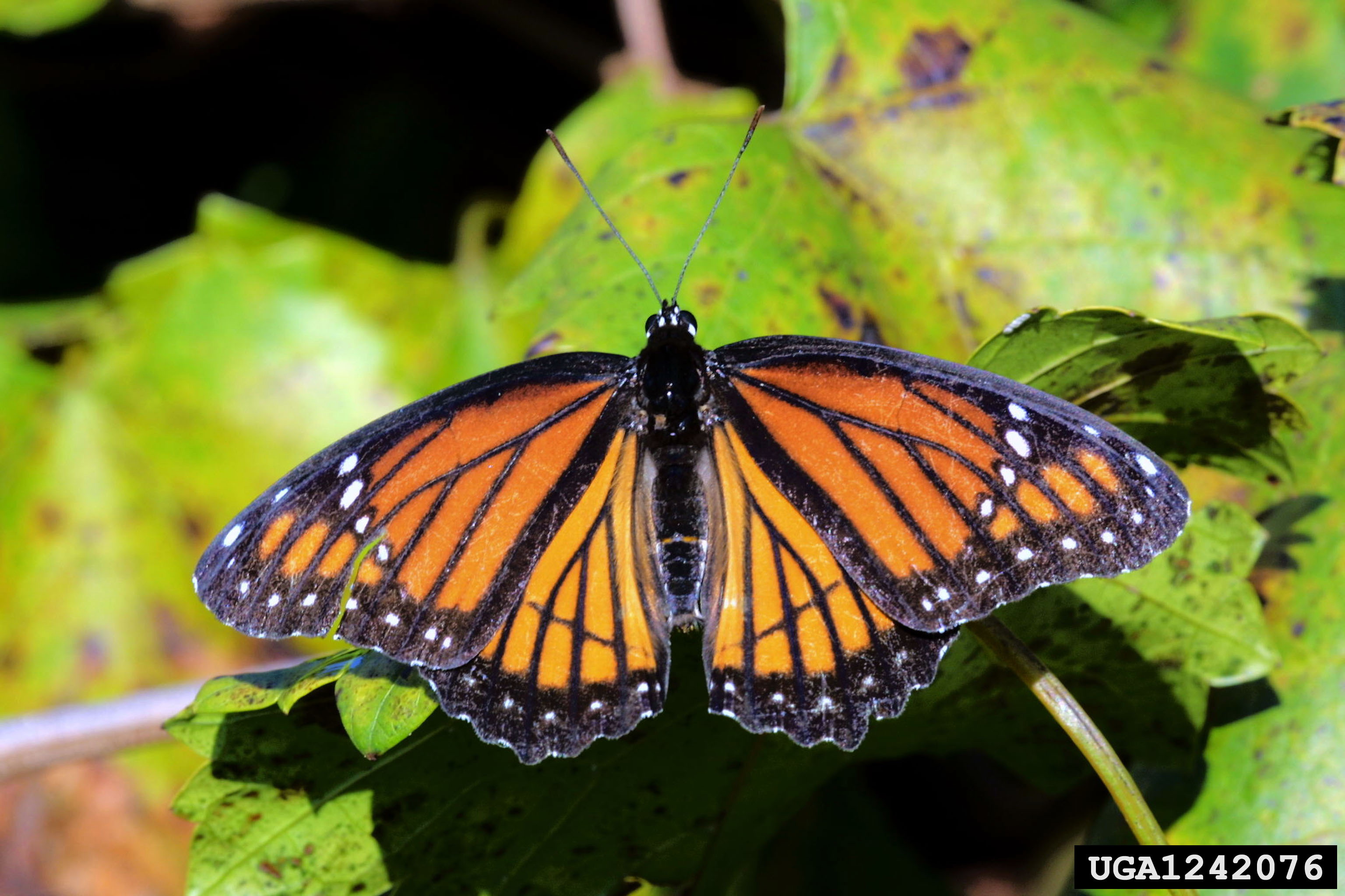 Viceroy