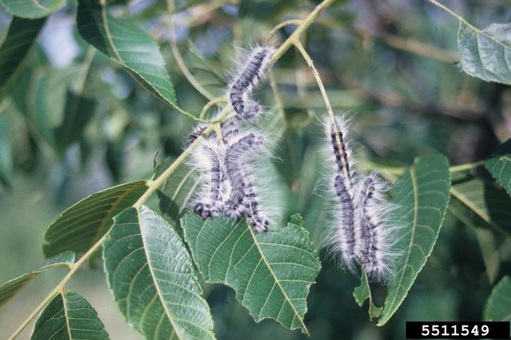 Walnut moth caterpillar