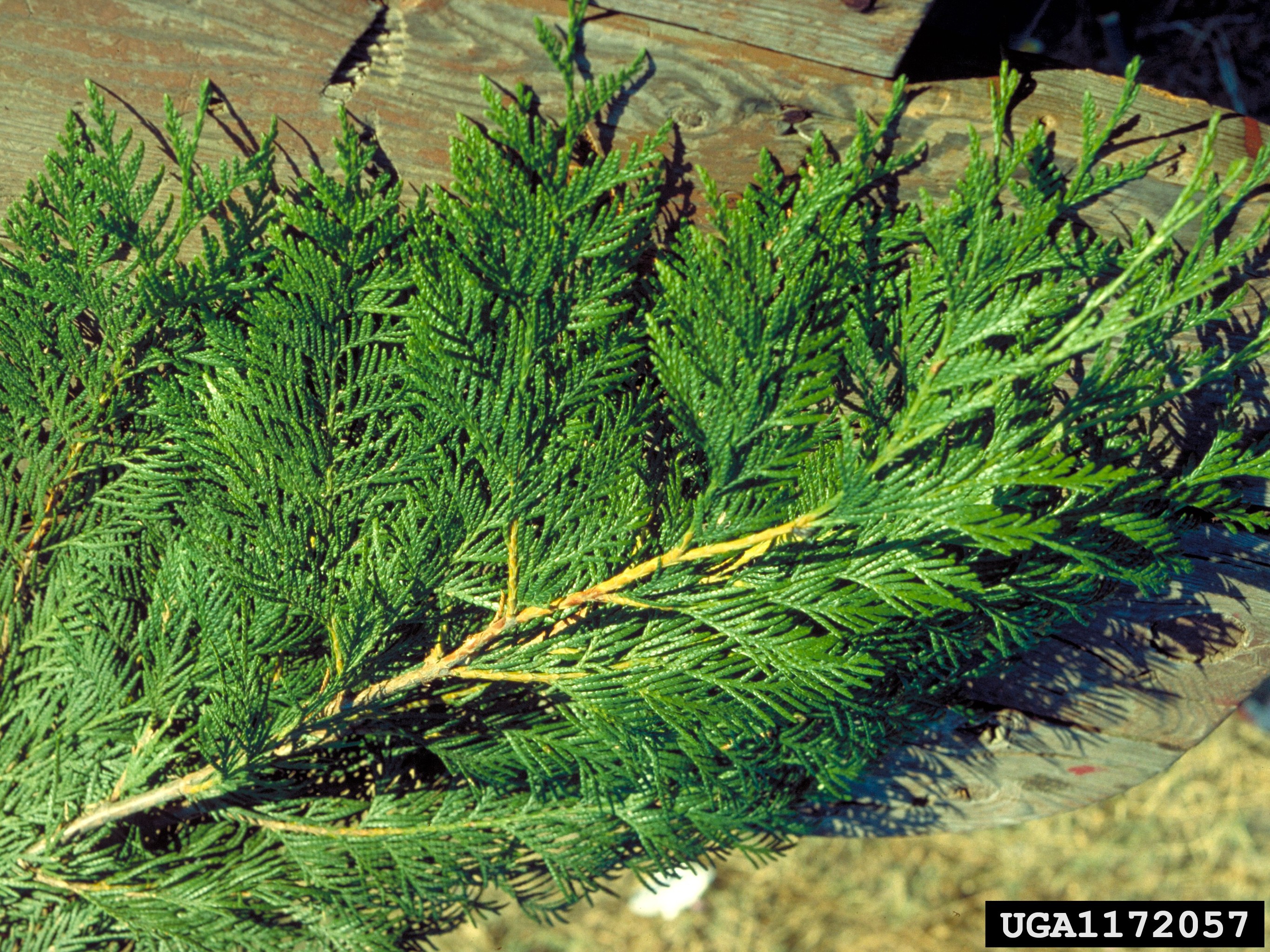 Western redcedar
