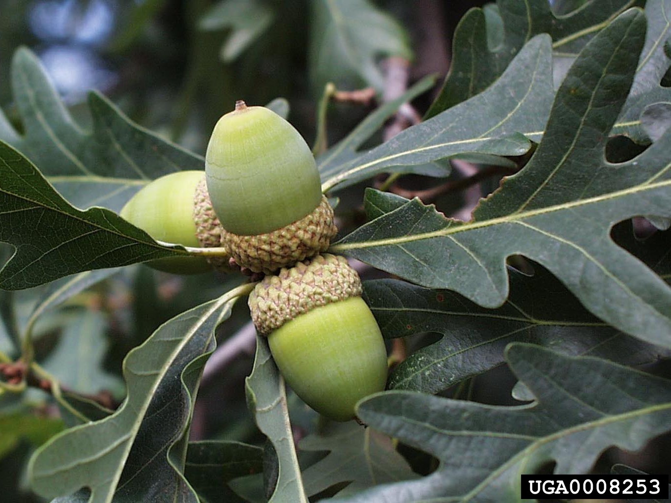 White oak leaves and acorn