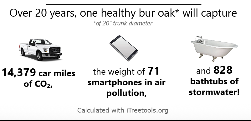 benefits bur oak