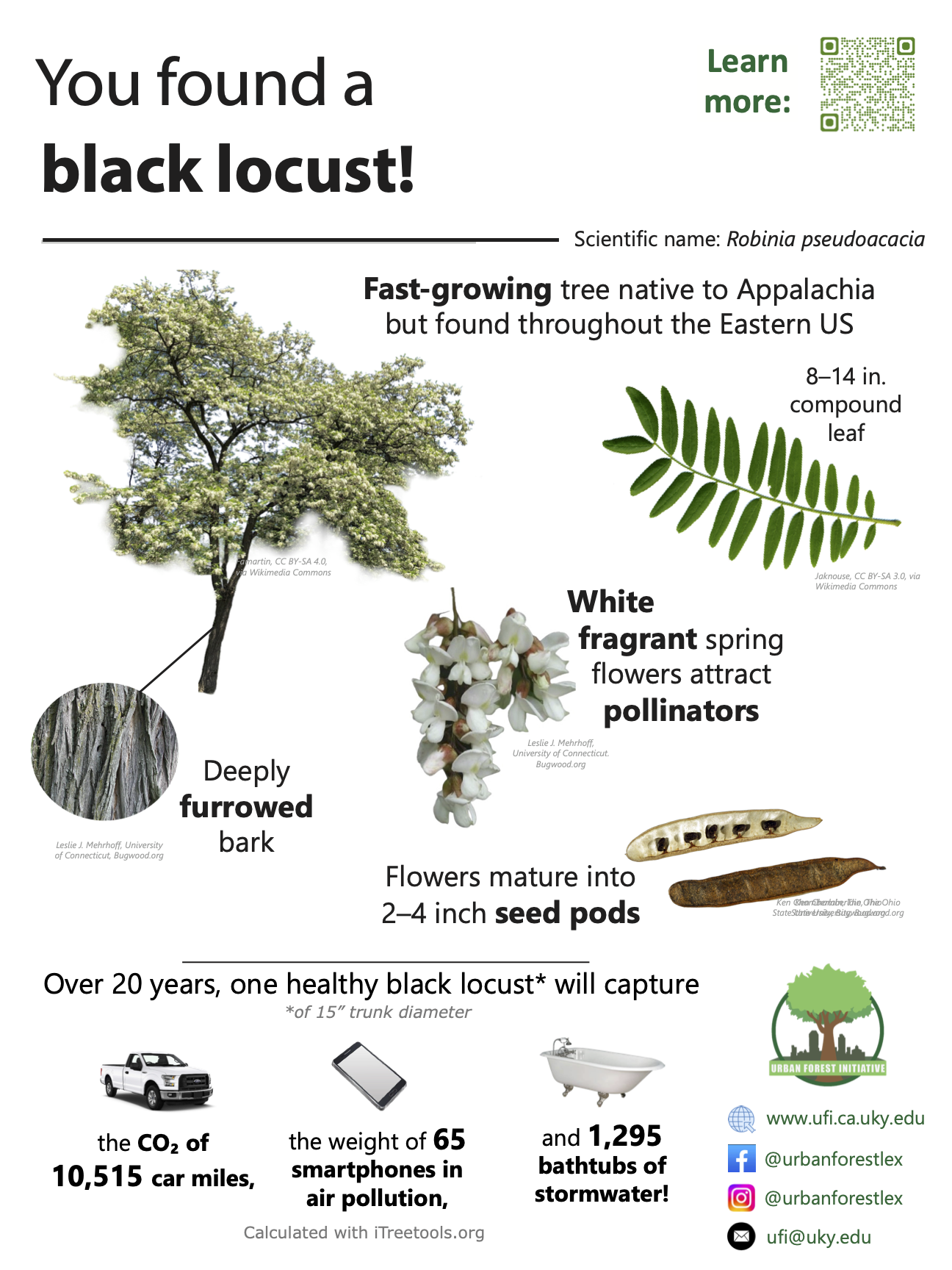black locust sign