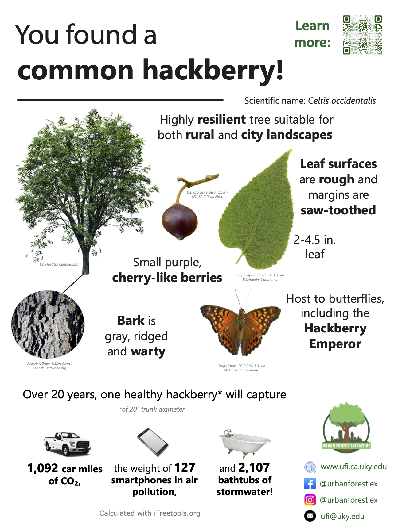 common hackberry