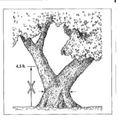 Tree branch fork below DBH
