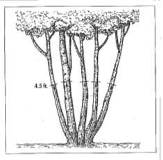 Tree multi-stemmed branching at ground