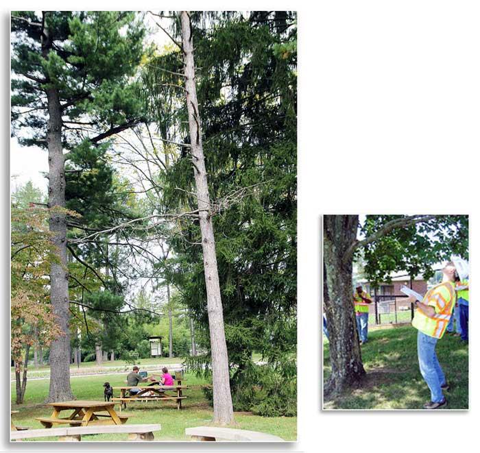 Most trees failures occur during significant weather events, a time when people are generally under cover. Even when the weather is nice it is important to remain aware of your surroundings 