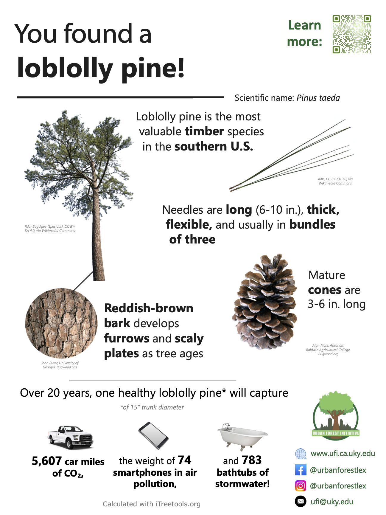 loblolly pine sign