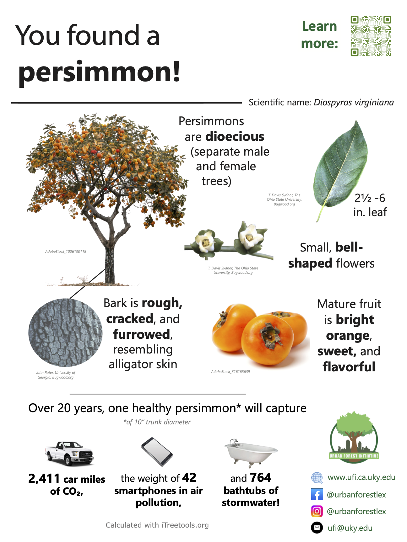 persimmon sign