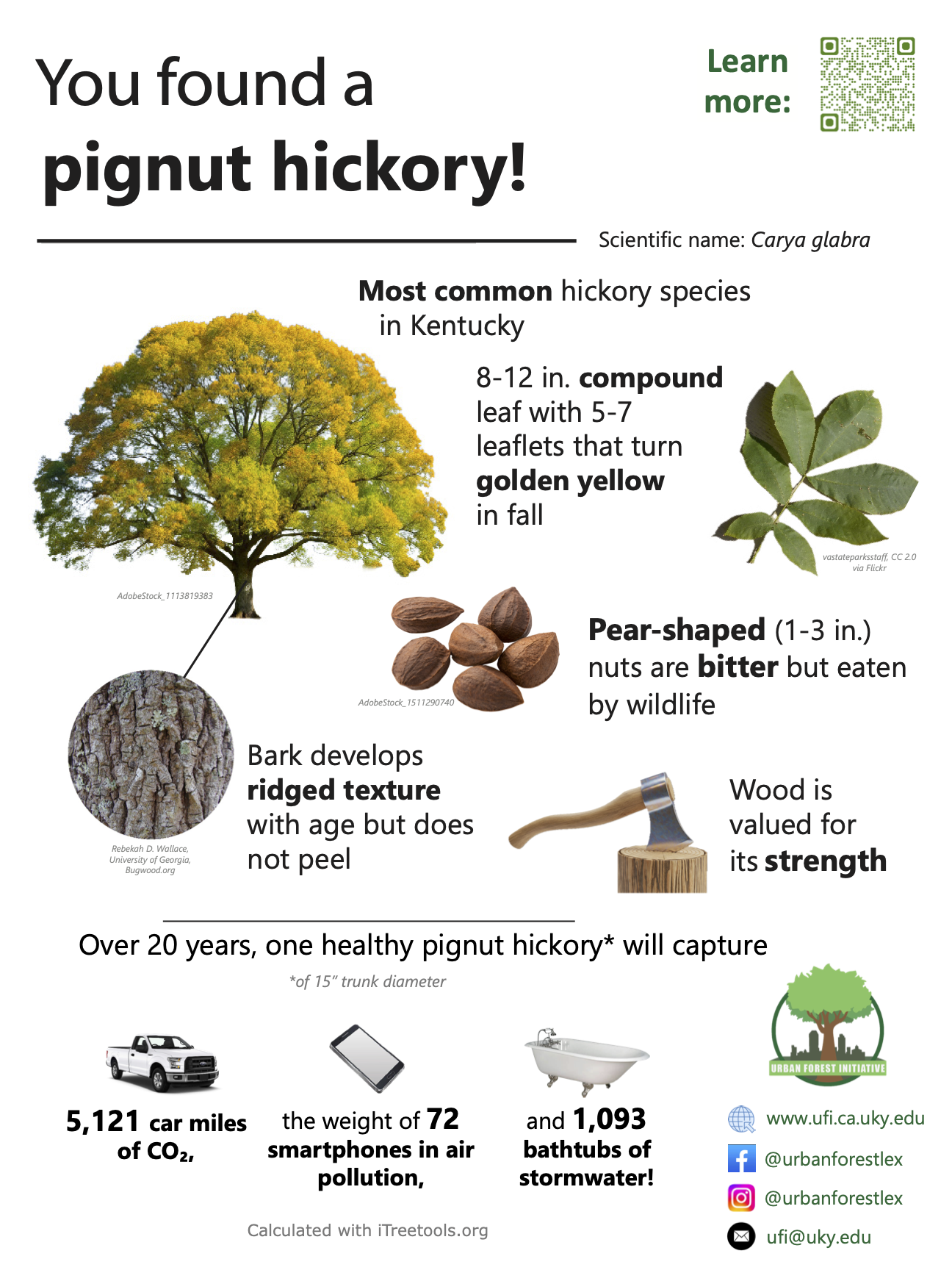 pignut hickory sign