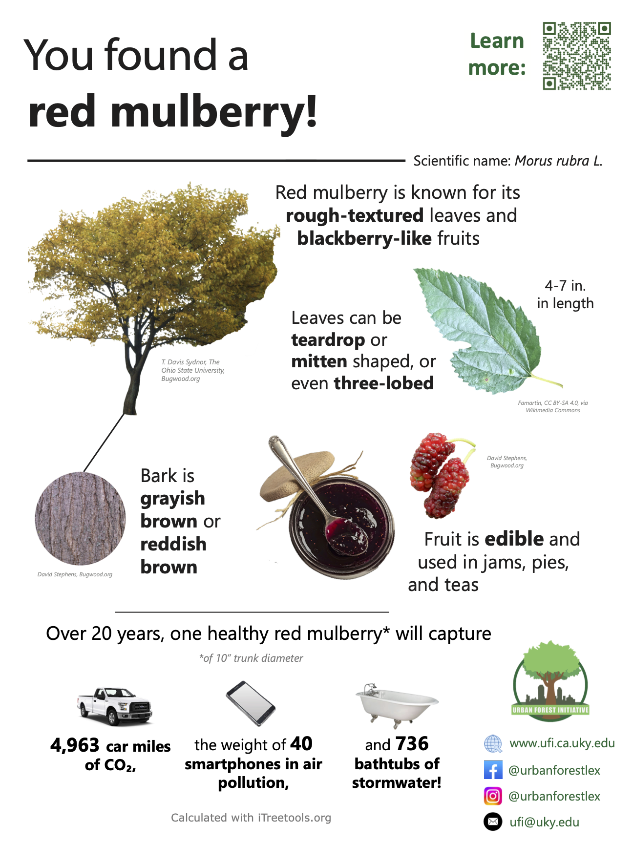red mulberry sign