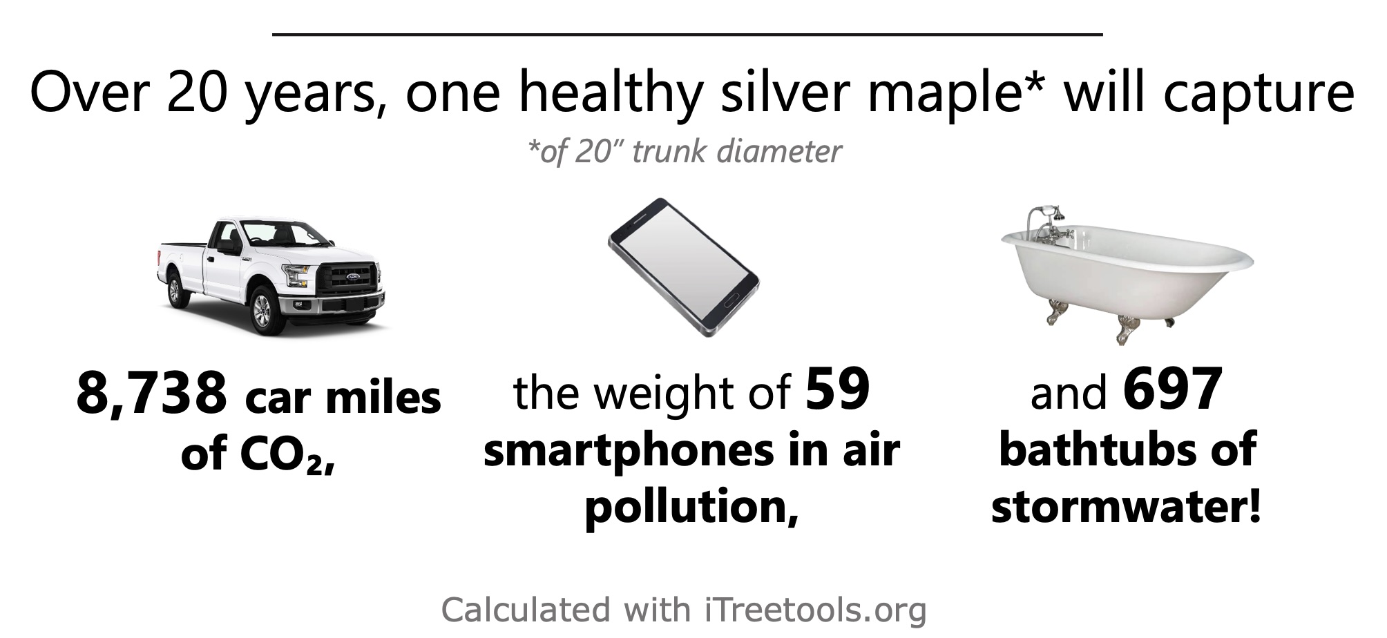 silver maple eco benefits