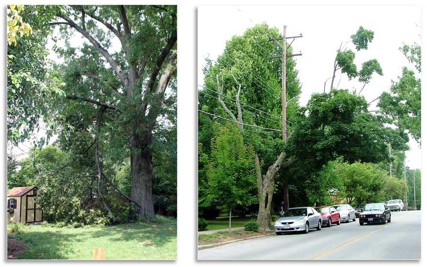 Though a large branch failed, it missed all possible targets. This is the most common scenario for failures