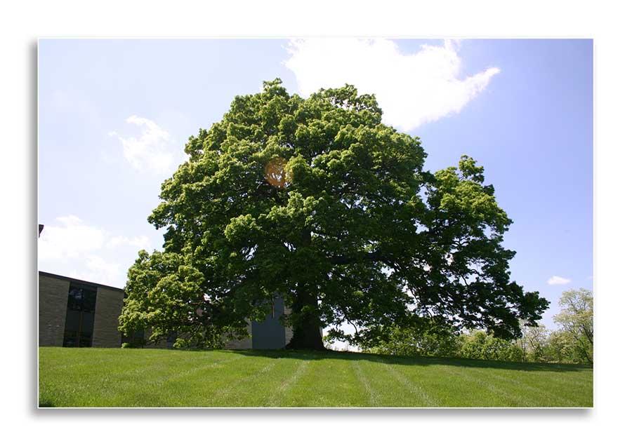 Quercus alba