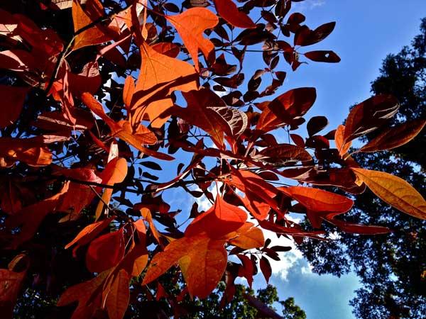 Sassafras