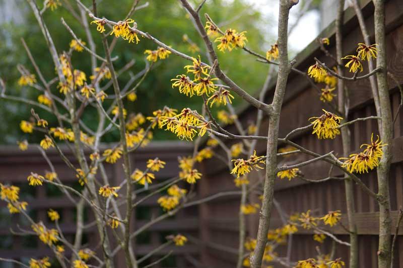 Witch-hazel