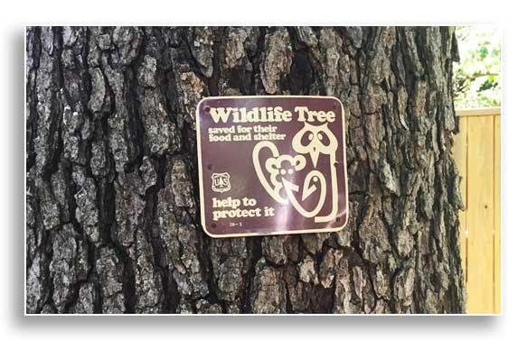 Black cherry (Prunus serotina) snag protected by homeowner
