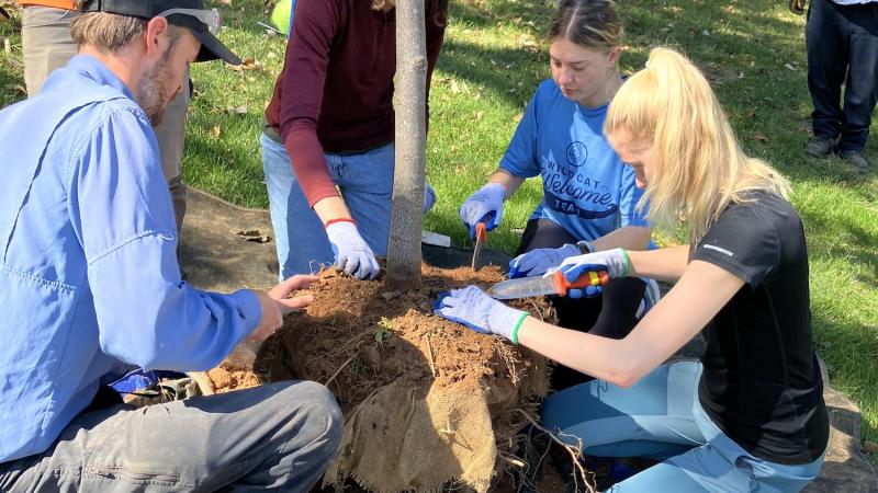 UK students and staff preparing rootball of tree for planting
